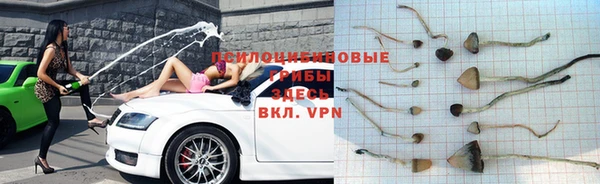 твердый Гусев